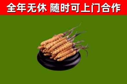凌源市烟酒回收冬虫夏草.jpg
